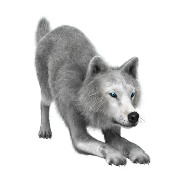 Полярний вовка на білому — стокове фото