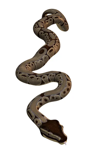 Python boule sur blanc — Photo