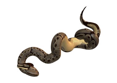 Beyaz top Python
