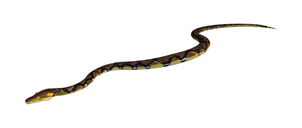 Siatkowe Python na biały — Zdjęcie stockowe