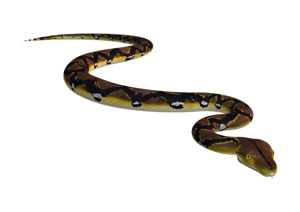 Reticulated Python on White — Stock Photo, Image