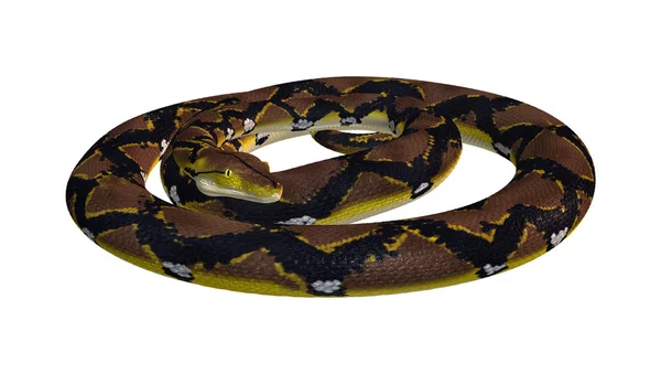 Reticulated Python on White — Stock Photo, Image