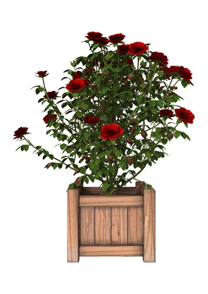 Czerwony krzew róży — Zdjęcie stockowe