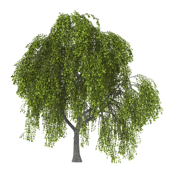 A fehér zöld fűzfa — Stock Fotó