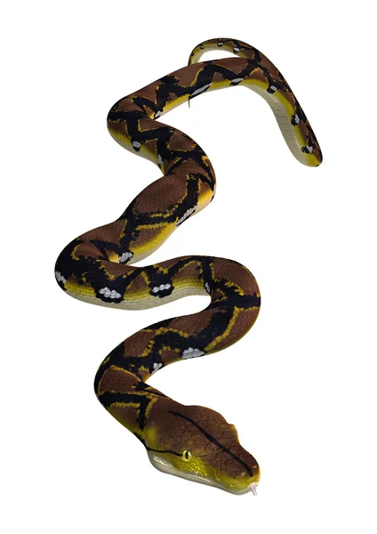 Reticulated Python on White — Stock Photo, Image