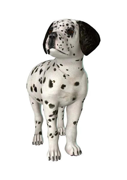 Dalmatische pup op wit — Stockfoto