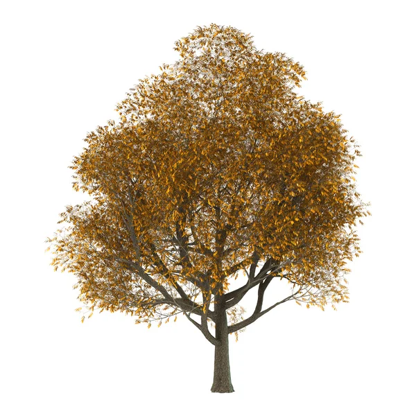 Ash träd på vit — Stockfoto