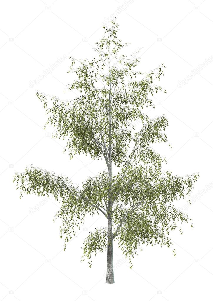 Birch Tree on White