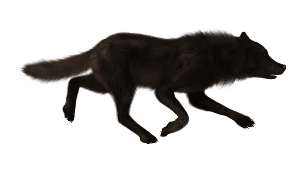 Black Wolf på vit — Stockfoto