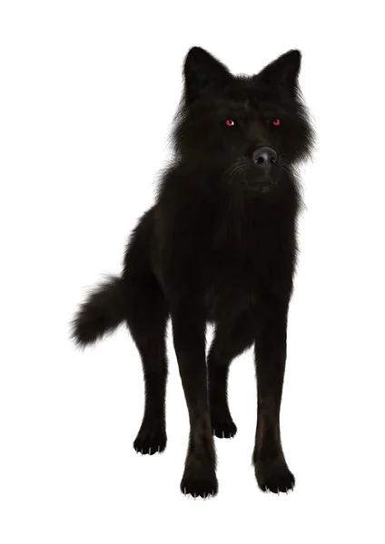 Lobo negro en blanco — Foto de Stock