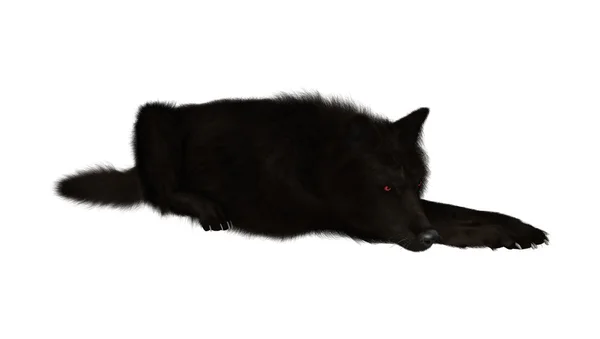 Black Wolf on White — Stock Photo, Image