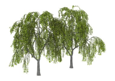 3D resimde yeşil beyaz söğüt