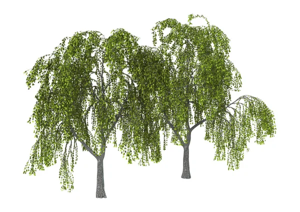 3D obrázek zelené vrby na bílém pozadí — Stock fotografie