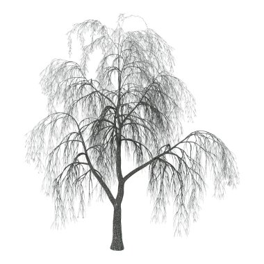 3D çizim Willow beyaz
