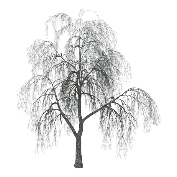 3d 插图柳树上的白色 — 图库照片