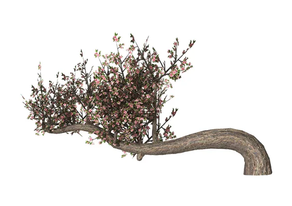 3D obrázek Cherry strom na bílém pozadí — Stock fotografie