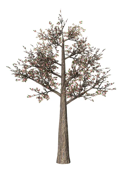 3D illüstrasyon kiraz ağacı üzerine beyaz — Stok fotoğraf