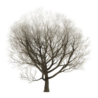 Beyaz üzerine 3D örnek dişbudak