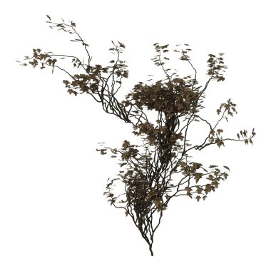 3D çizim sarmaşık bitki beyaz