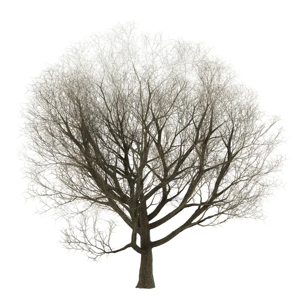 Ilustración 3D Ash Tree en blanco — Foto de Stock
