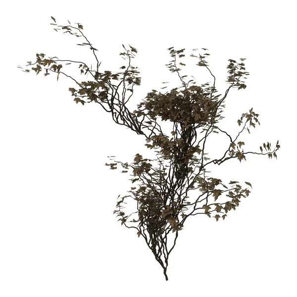 3D çizim sarmaşık bitki beyaz