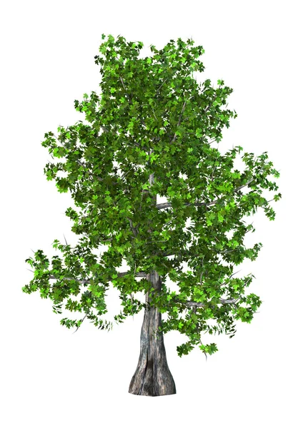 3D Illustration Maple Tree on White — Stock Photo, Image