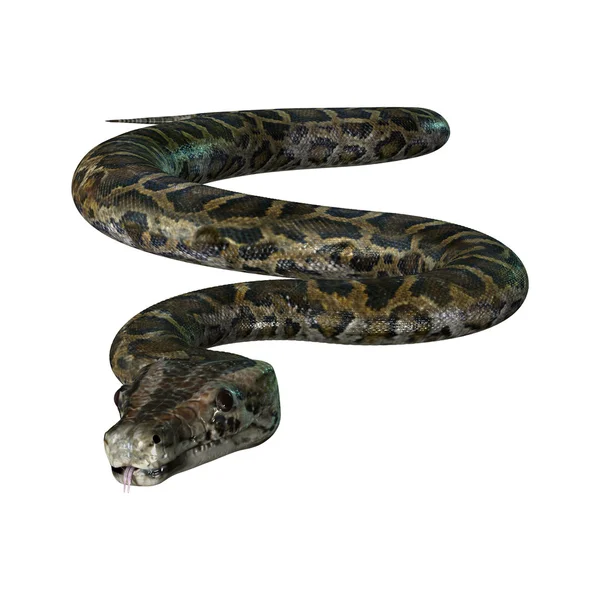 3D illustratie Birmese Python op wit — Stockfoto