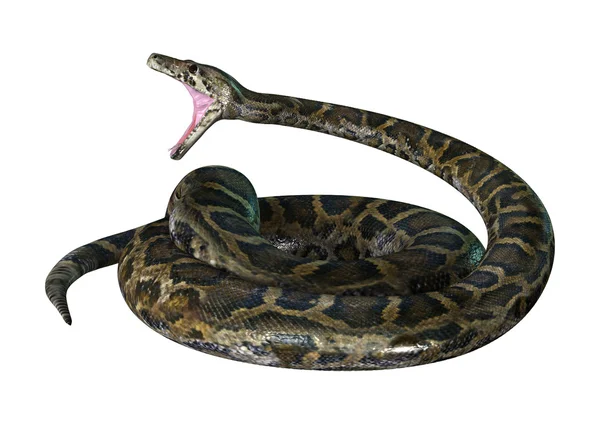 3D illustration burmesiska Python på vit — Stockfoto