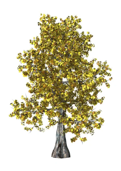 3D Illustration Ahorn Baum auf weiß — Stockfoto