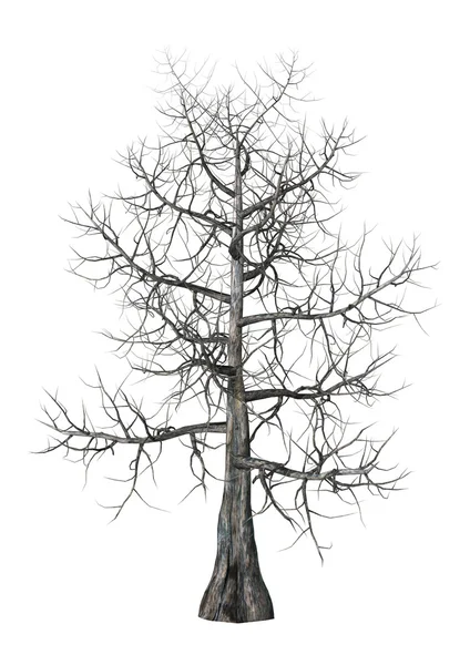 Ilustración 3D Árbol de arce en blanco — Foto de Stock