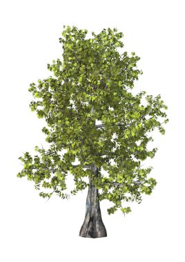 3D çizim Akça ağaç beyaz