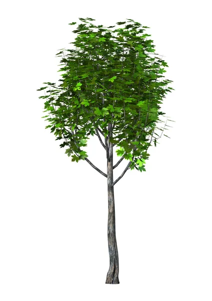 3D illustration lönn träd på vit — Stockfoto