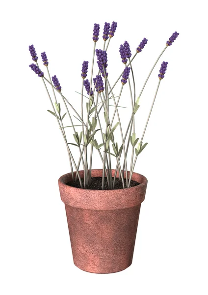 3D illustratie lavendel Pot op wit — Stockfoto