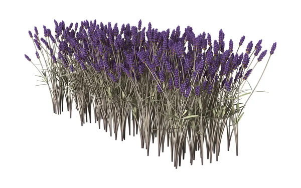 Illustration 3D Fleurs de lavande sur blanc — Photo