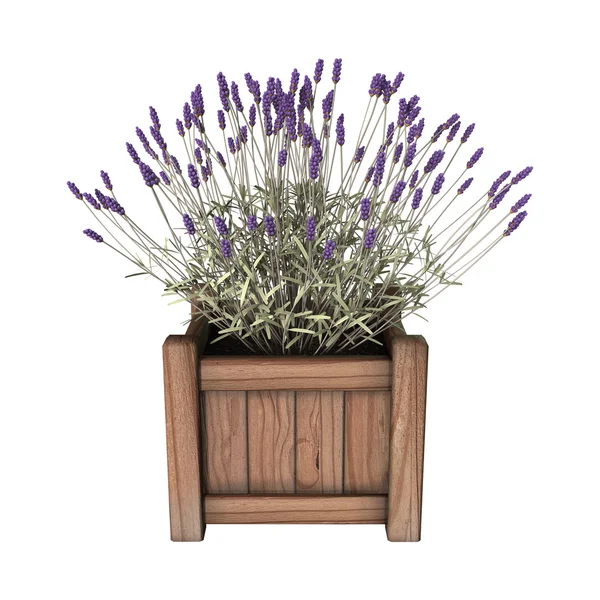 3D illustratie lavendel Plantenbak op wit — Stockfoto
