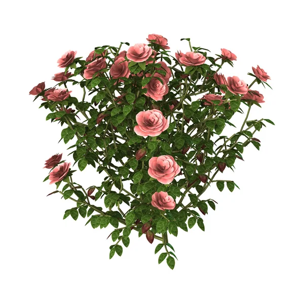 Ilustração 3D Rosa Rosa Bush Branco — Fotografia de Stock