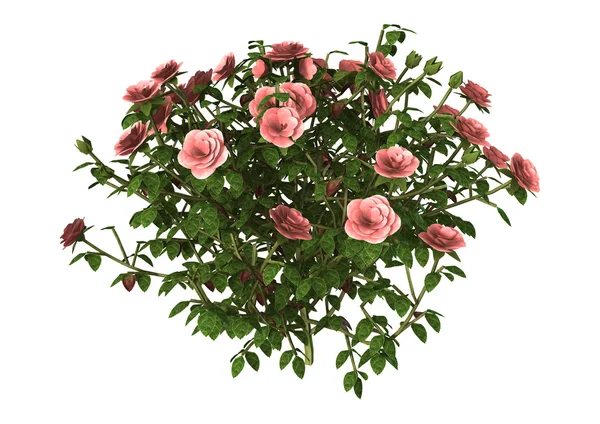 3D illustratie roze roos Bush op wit — Stockfoto