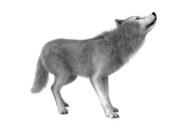 Beyaz üzerinde 3D resimde kutup kurt