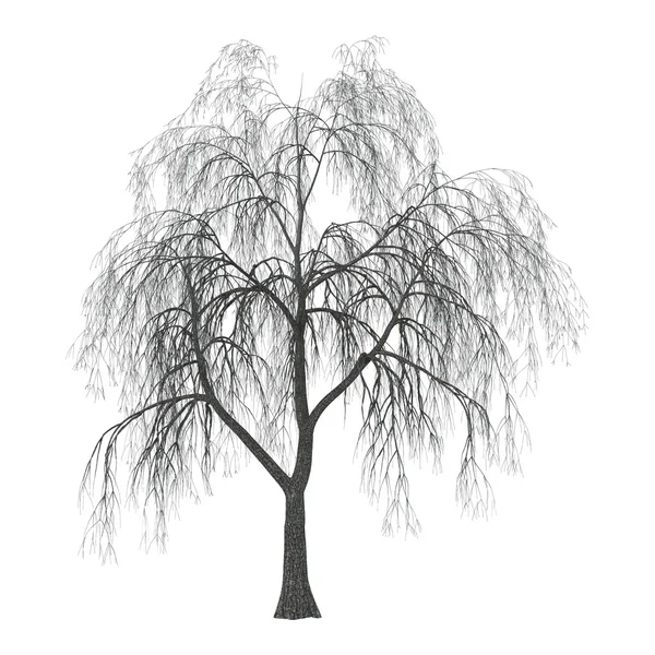 3D Illustration Willow on White — Stock Photo, Image