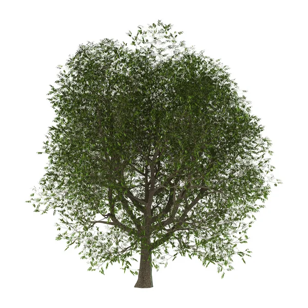 Ilustración 3D Ash Tree en blanco — Foto de Stock