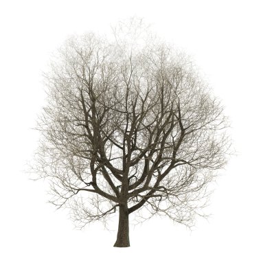 Beyaz üzerine 3D örnek dişbudak