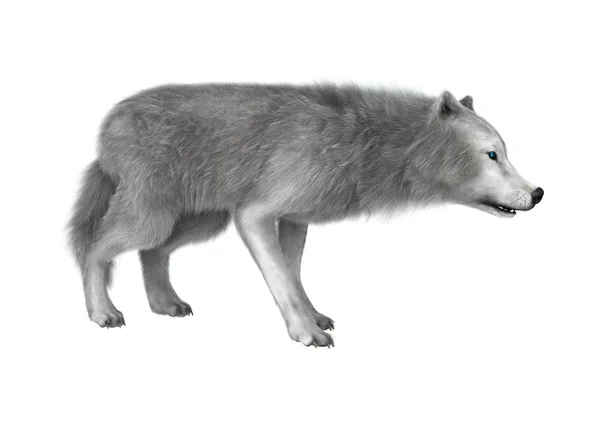 Полярный волк на белом — стоковое фото