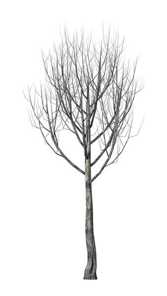 Ilustración 3D Árbol de arce en blanco — Foto de Stock