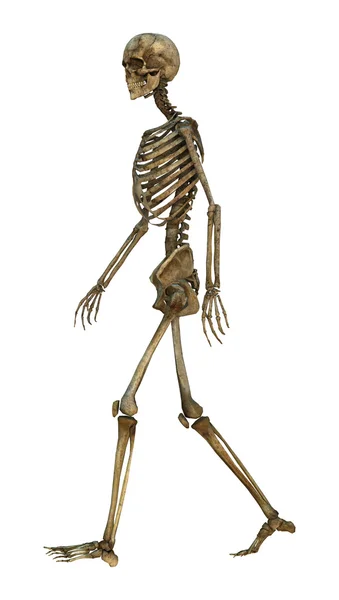 3D Illustration Human Skeleton on White — Stock Photo, Image