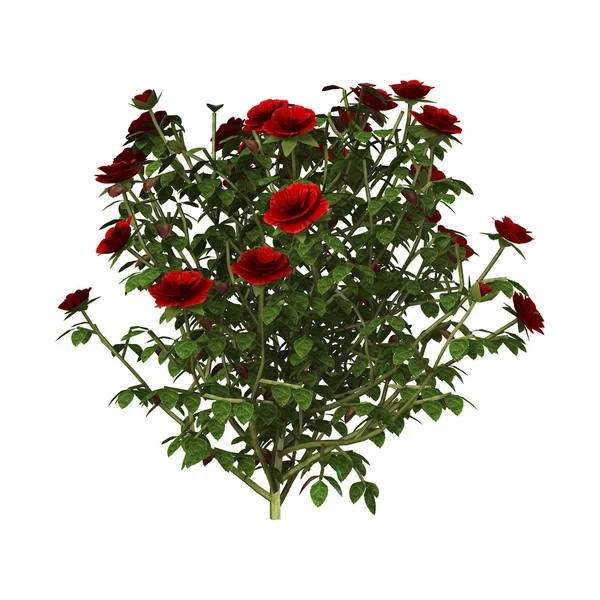 3D απεικόνιση Red Rose Μπους στο λευκό — Φωτογραφία Αρχείου