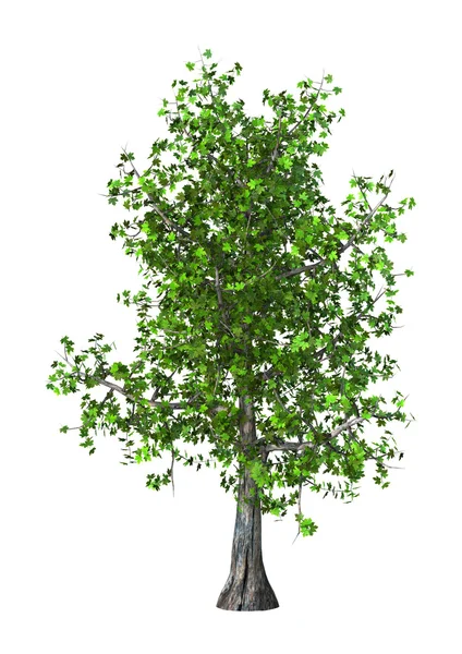 3D çizim Akça ağaç beyaz