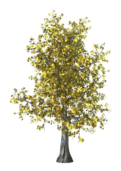 3D Illustration Maple Tree on White — Stock Photo, Image