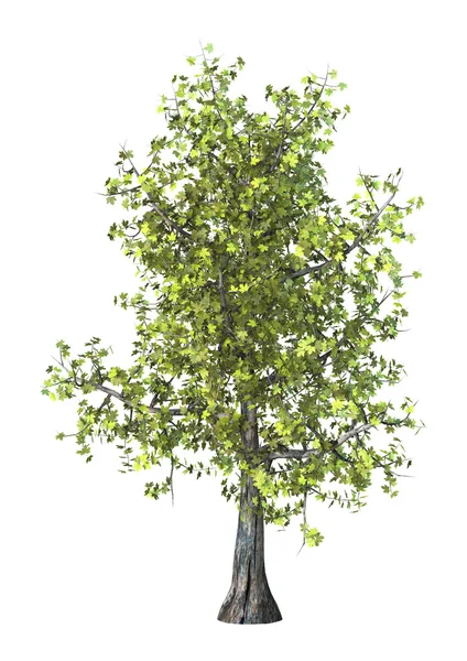 3D çizim Akça ağaç beyaz