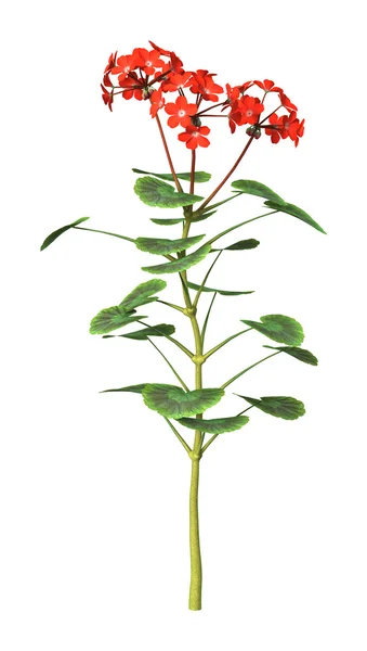 3D Illustration Red Geranium on White — Stock Photo, Image