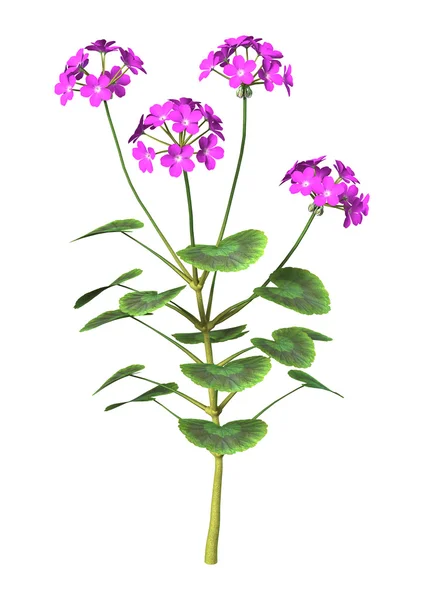 Illustrazione 3D Geranio viola su bianco — Foto Stock